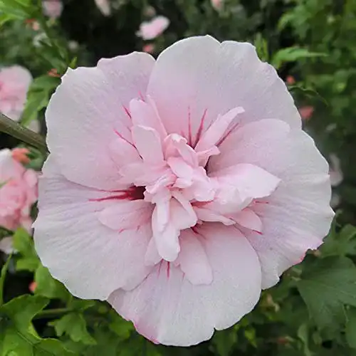 Hibiskus-Pflanze Garten Schlüter, Pink Chiffon, winterhart