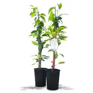 Kiwibaum KIWIRI Kiwibeeren, Pflanzenpaar, männlich u. weiblich