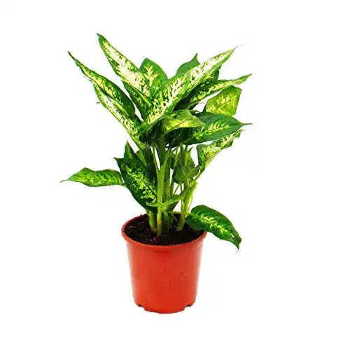 Dieffenbachia exotenherz “compacta” 17cm Topf