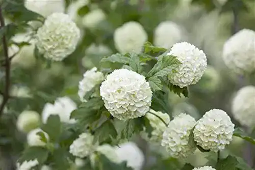 Schneeball-Pflanze PlantaPro Gefüllter Schneeball ‘Roseum’