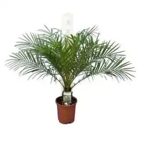 Zwergdattelpalme PflanzenFuchs, Phoenix roebelenii, 60-80 cm