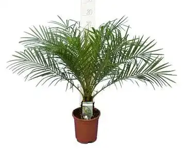 Zwergdattelpalme PflanzenFuchs, Phoenix roebelenii, 60-80 cm