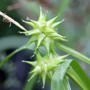 Segge PlantaPro Morgenstern Carex grayi winterhartes Ziergras