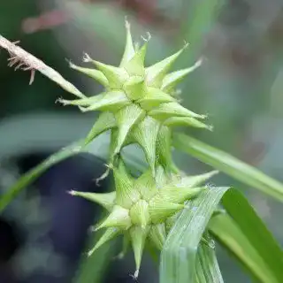 Segge PlantaPro Morgenstern Carex grayi winterhartes Ziergras