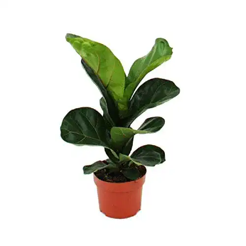 Geigenfeige exotenherz, Ficus lyrata, 1 Pflanze, pflegeleicht