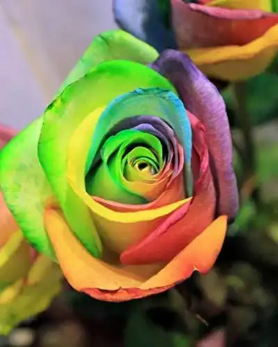 Edelrose Qhaitang Gartenrose-rosenplanze-Strauchrose – blühend