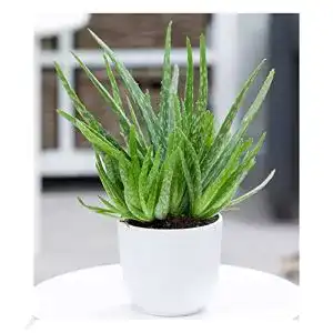Aloe-vera-Pflanze BALDUR Garten Echte Aloe Vera,1 Pflanze