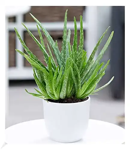 Aloe-vera-Pflanze BALDUR Garten Echte Aloe Vera,1 Pflanze