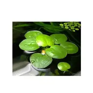 Froschbiss AquaPlants / Limnobium laevigatum – mittelgroß, 4 Stück