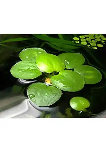 Froschbiss AquaPlants / Limnobium laevigatum – mittelgroß, 4 Stück