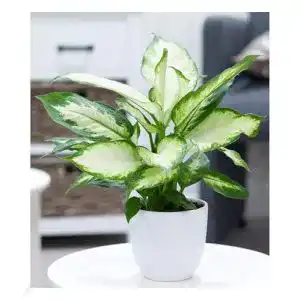 Dieffenbachia BALDUR Garten Dieffenbachie Camilla, 1 Pflanze