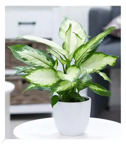 Dieffenbachia BALDUR Garten Dieffenbachie Camilla, 1 Pflanze