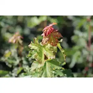 Ahorn-Pflanze Lubera Ahorn, Feld-Ahorn im 5L Topf