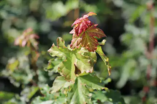 Ahorn-Pflanze Lubera Ahorn, Feld-Ahorn im 5L Topf