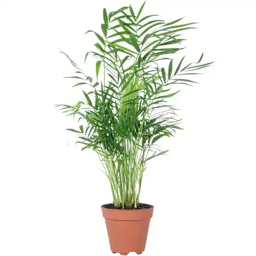 Bergpalme FLOWERBOX Chamaedorea elegans, Höhe ca. 35 cm