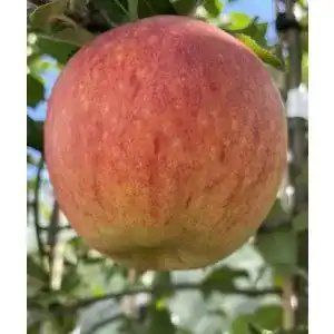 Apfelbaum gimolost Grushovka Sommer Apfel, früh Grushovka