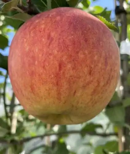 Apfelbaum gimolost Grushovka Sommer Apfel, früh Grushovka