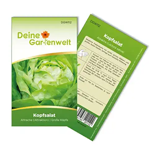 Kopfsalat-Samen Deine Gartenwelt Kopfsalat Attractie Attraktion