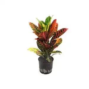 Kroton botanicly EVRGREEN Hydrokultur mit Topf, ‘Petra’