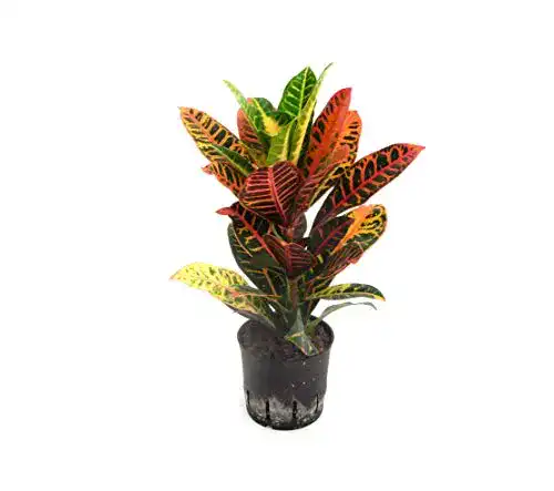 Kroton botanicly EVRGREEN Hydrokultur mit Topf, ‘Petra’