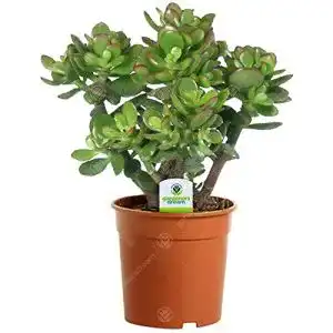 Pflanzen für dunkle Räume GardenersDream 1 X CRASSULA OVATA