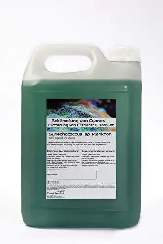 Plankton Plankton24 Synechococcus sp. (5 Liter) Cyano Stopp