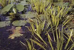 Krebsschere Mühlan Wasserpflanzen, weiß blühend, winterhart