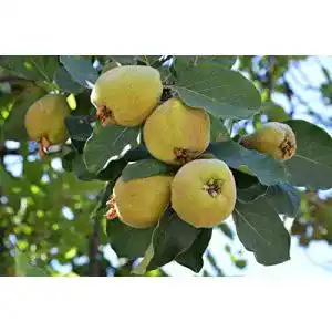 Quitten-Baum Pflanzhits 1 Portugisiesche Birnenquitte, 120-150cm