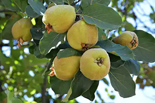 Quitten-Baum Pflanzhits 1 Portugisiesche Birnenquitte, 120-150cm