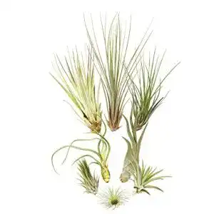Tillandsien Allterra 8er-Mix, Tillandsia Bromeliengewächs