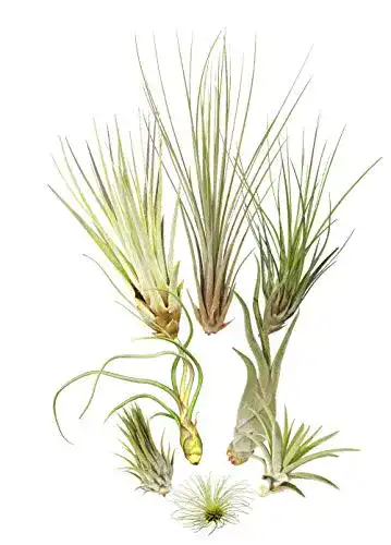 Tillandsien Allterra 8er-Mix, Tillandsia Bromeliengewächs