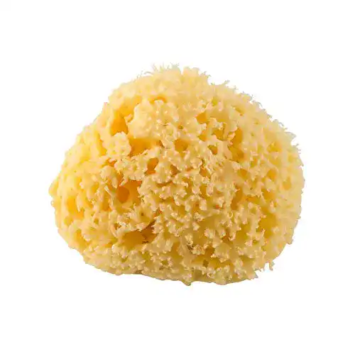Naturschwamm Rotho Babydesign Mittelmeerschwamm