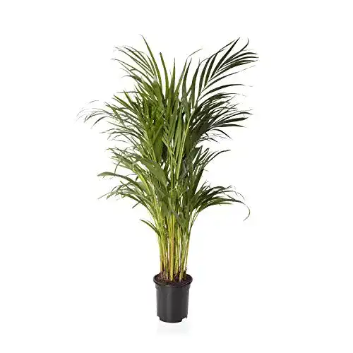 Die beste Goldfruchtpalme Sense of Home, Dypsis lutescens inkl. Topf 2026 Test Bestseller Goldfruchtpalme Sense of Home, Dypsis lutescens inkl. Topf