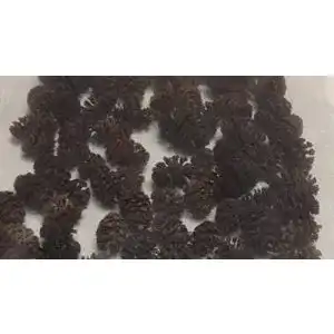 Erlenzapfen catappa-leaves ~1000Stk.(=400g), Schwarzerle, Alnus