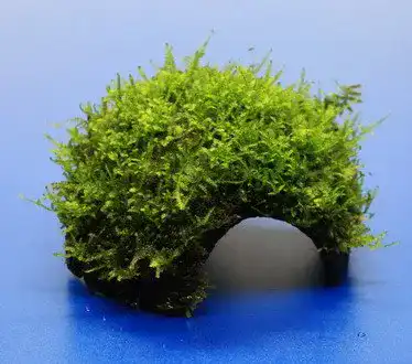 Welshöhle WFW wasserflora Moos-Höhle/Coco Shell