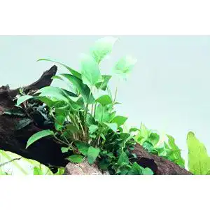 Anubia Tropica Aquarium Pflanze gracilis Wasserpflanzen Nr.101D