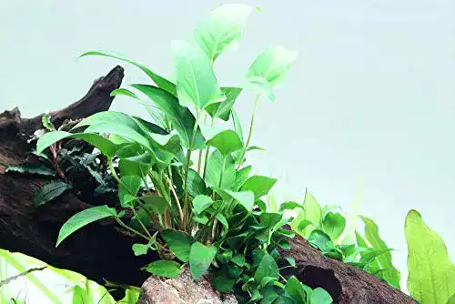 Anubia Tropica Aquarium Pflanze gracilis Wasserpflanzen Nr.101D