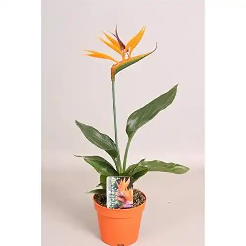 Strelitzie-Pflanze Blumen Senf Strelitzia reginae 25cm+/-