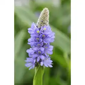 Hechtkraut Wasserpflanzen Wolff 2er-Set – Pontederia lanceolata