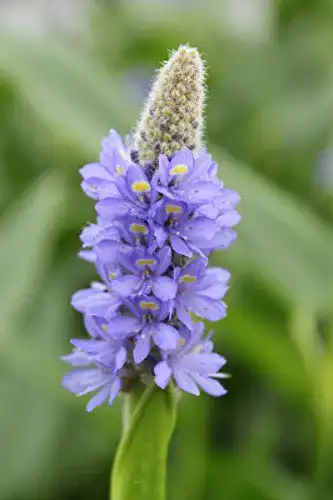 Hechtkraut Wasserpflanzen Wolff 2er-Set – Pontederia lanceolata