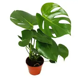 Monstera-Pflanze exotenherz, Monstera deliciosa, 12cm Topf