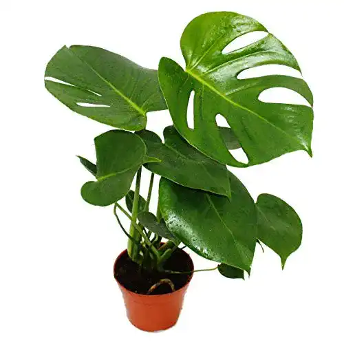 Monstera-Pflanze exotenherz, Monstera deliciosa, 12cm Topf