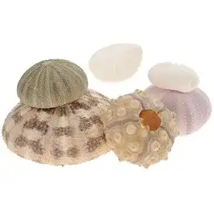 Seeigel-Skelett Cabilock Muschel Deko Nautische Seeigel Muscheln
