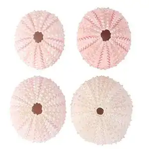Seeigel-Skelett Garneck 4pcs natürliche seeigel Muscheln