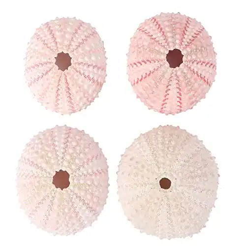 Seeigel-Skelett Garneck 4pcs natürliche seeigel Muscheln
