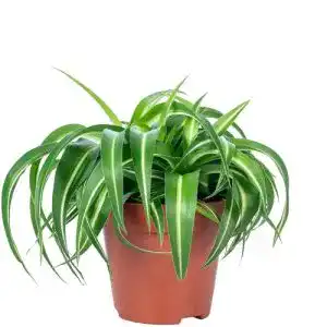 Grünlilie Flowerbox ‘Bonnie’ echte Zimmerpflanze, Chlorophytum