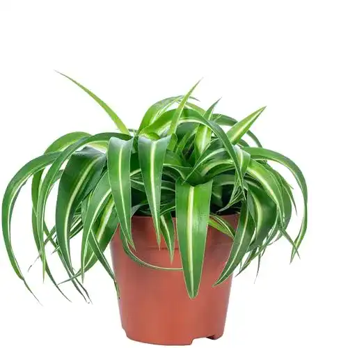 Grünlilie Flowerbox ‘Bonnie’ echte Zimmerpflanze, Chlorophytum