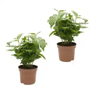 Kaffeepflanze Dominik Blumen und Pflanzen, Kaffee, 2 Pflanzen