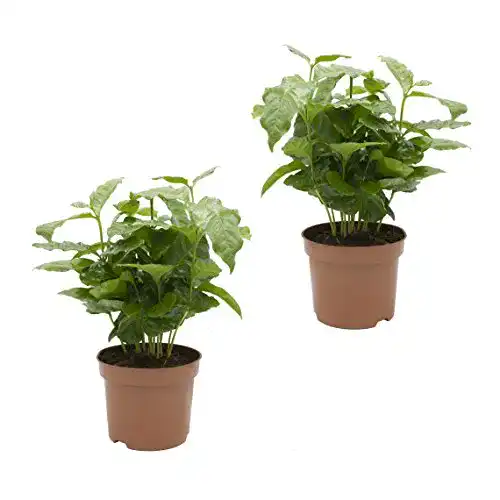 Kaffeepflanze Dominik Blumen und Pflanzen, Kaffee, 2 Pflanzen