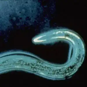 Nematoden Native Plants HM – Nützling gegen den Dickmaulrüßler